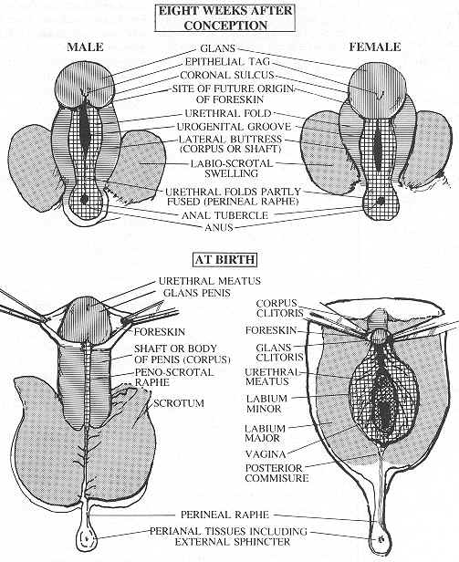 Anatomical Similarities/gif (430348 bytes)