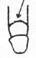 Rabbinical Adult Penis.gif (36946 bytes)
