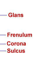 Penile Labels.jpg (3 KB)