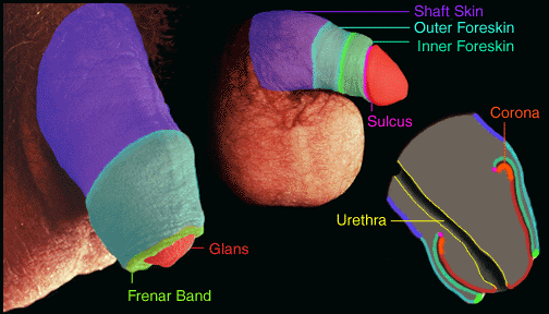 Intact Penile Anatomy