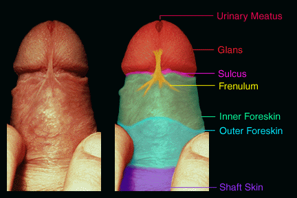Intact Penis - Underside
